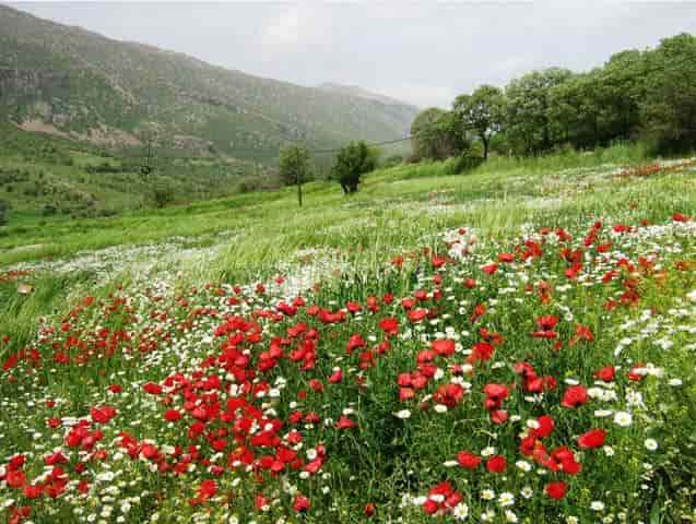 دانلود آهنگ کردی رضا نظری به نام دیان طلا