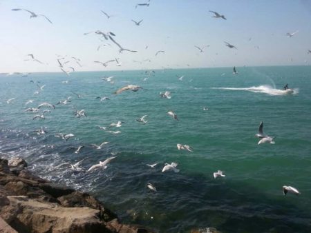 دانلود آهنگ بستکی علی موسی زاده به نام نارشکن ای نارشکن