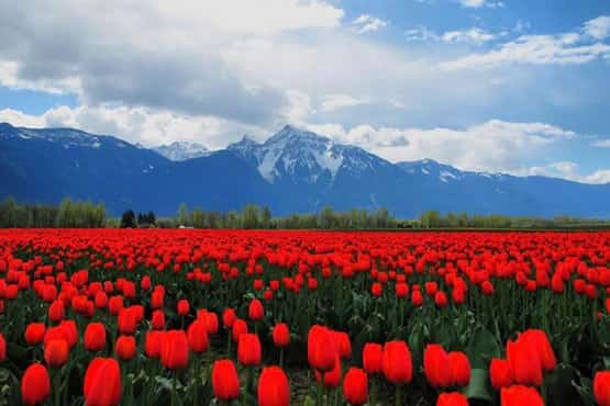 دانلود آهنگ بختیاری مهدی طیبی به نام کوگ دنا