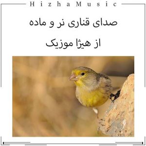 دانلود صدای قناری نر و ماده