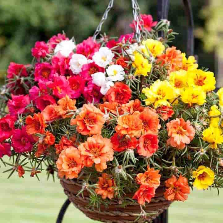 سرژیک گل ناز