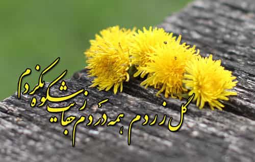 محسن نامجو زاده