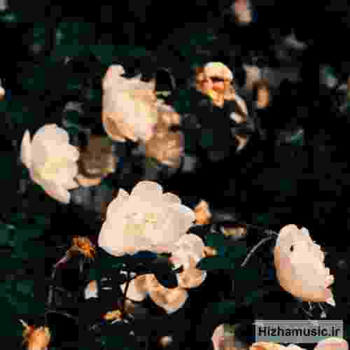 بی تی اس تریویا سی سو