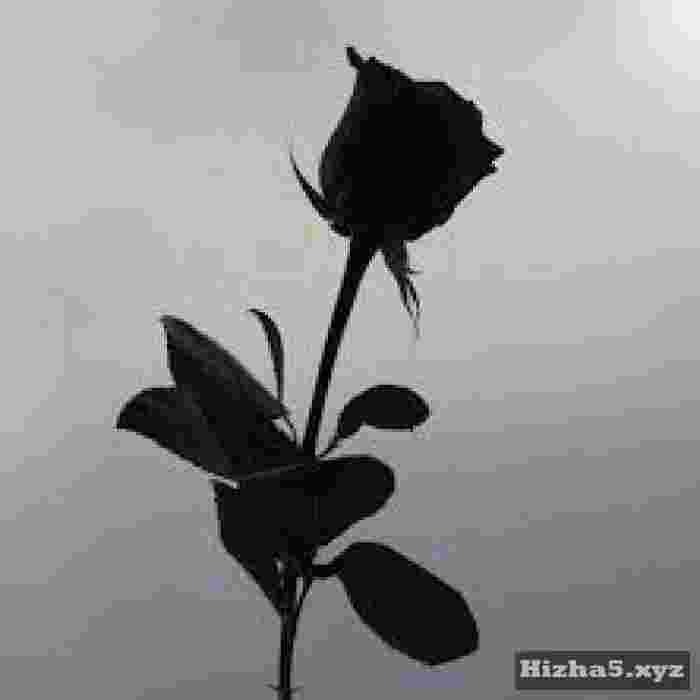 پوریا کی بلک رز