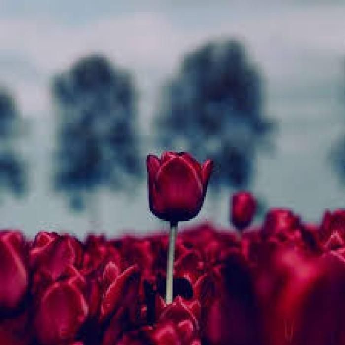 دانلود آهنگ رودخونه ها منم میخوام راهی بشم برم به دریا برسم ماهی بشم