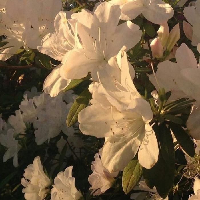 دانلود آهنگ نیجه سن سیز یاتام من