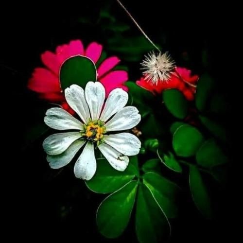 دانلود آهنگ منم سرگشته حیرانت ای دوست با صدای سینان پسر اینستایی
