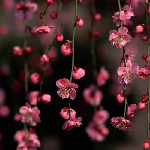 انگار نه انگار میام دورت بگردم با صدای دختر