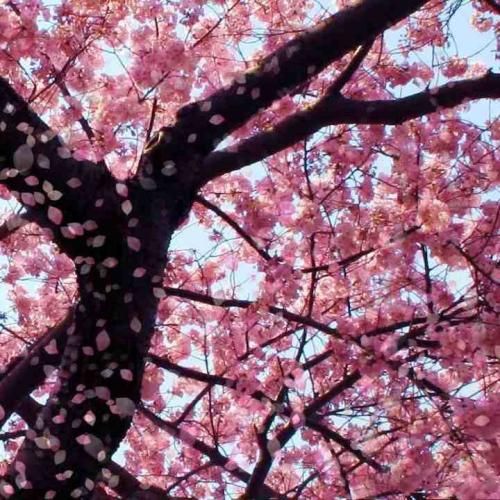 هر روز تو این بازی از خودمون جلو رو زدیم
