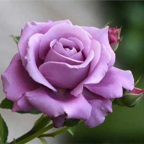 دانلود آهنگ یادت رفت منو یادم رفت تو رو دادم رد برو حالم بد شد