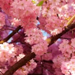 دانلود آهنگ جدید شده چندی که ز سودای تو غمگینم دلبر شیرینم