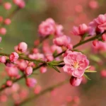 دانلود آهنگ جدید برات آرزو میکنم بگا نده قلبتو کسی دانلود آهنگ جدید برات آرزو میکنم بگا نده قلبتو کسی